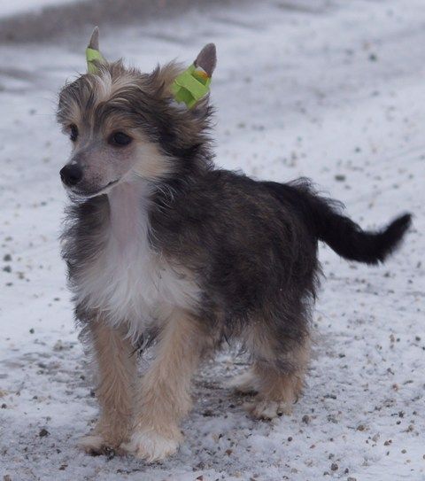 B-Litter by Angel-Crest