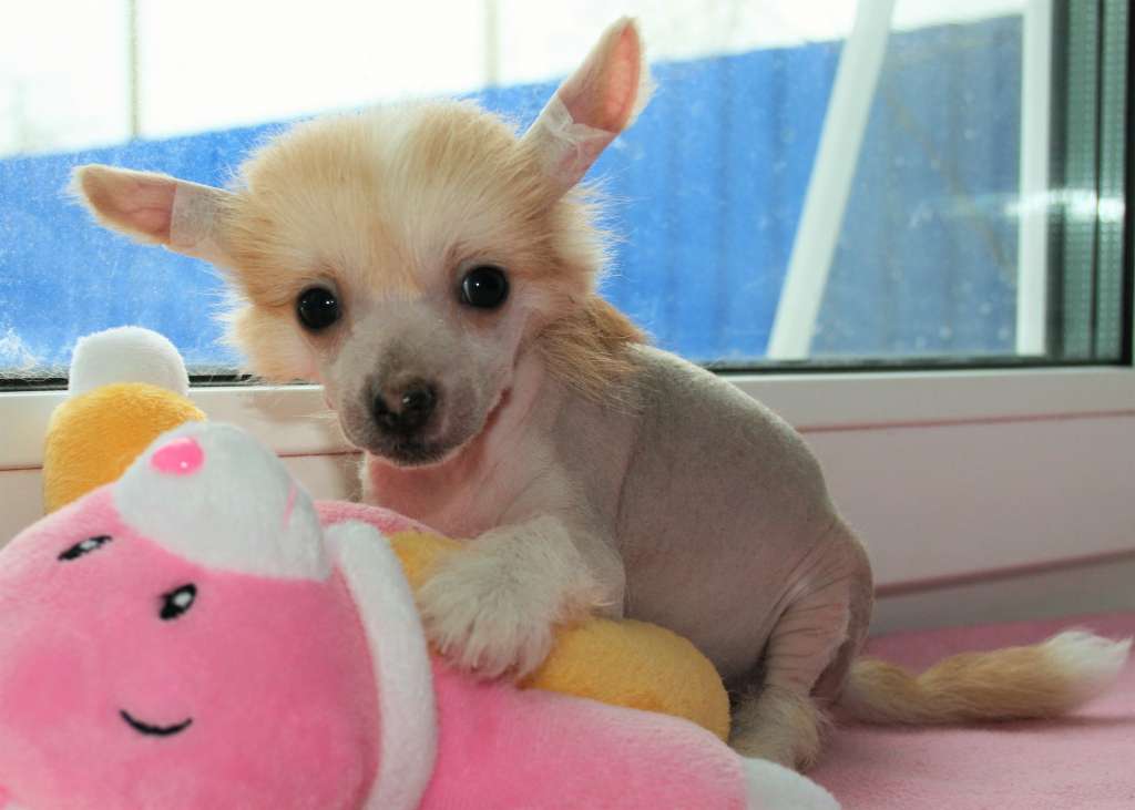 Apriori Vip Chipollino