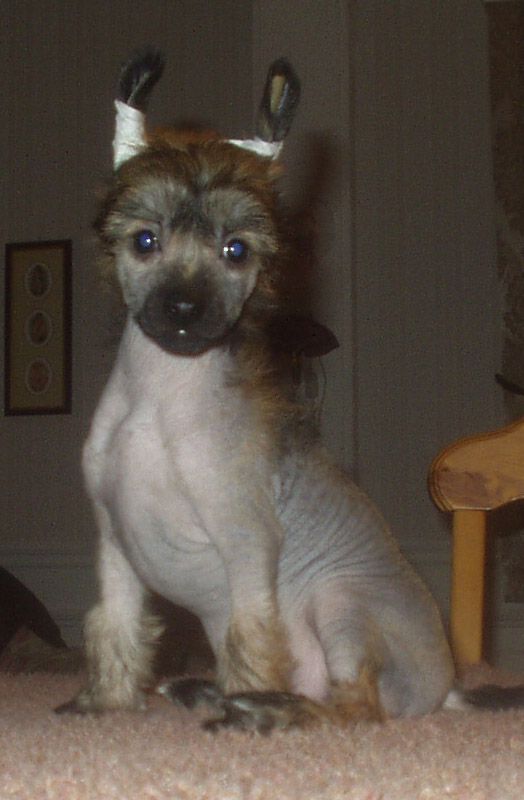 Noon's Louie Plays The Jazz