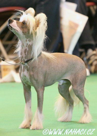 Galchris Dream Machine