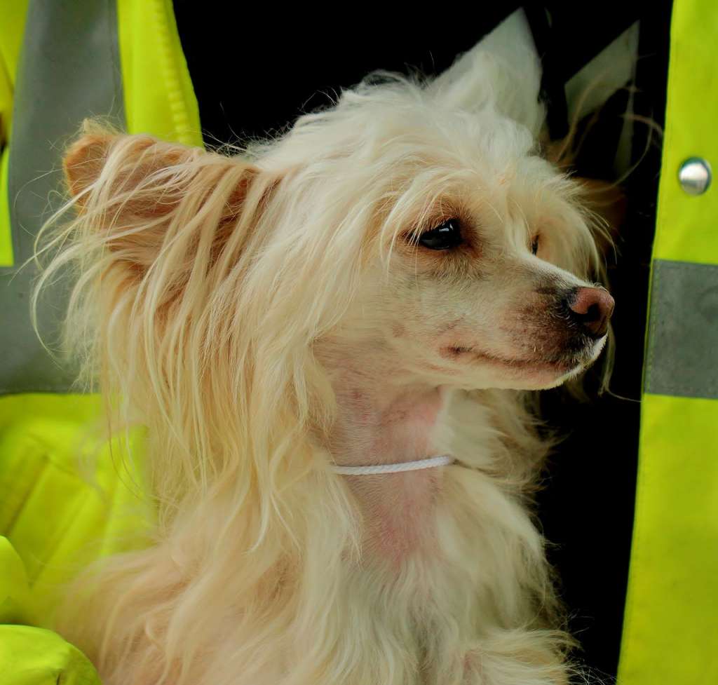 Ambrosia vom Blühmchen