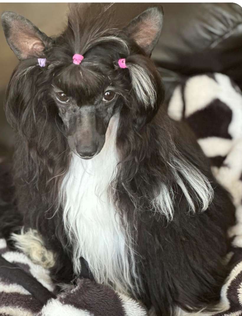 Dazzles Boo's Your Daddy @ LaurelGlen