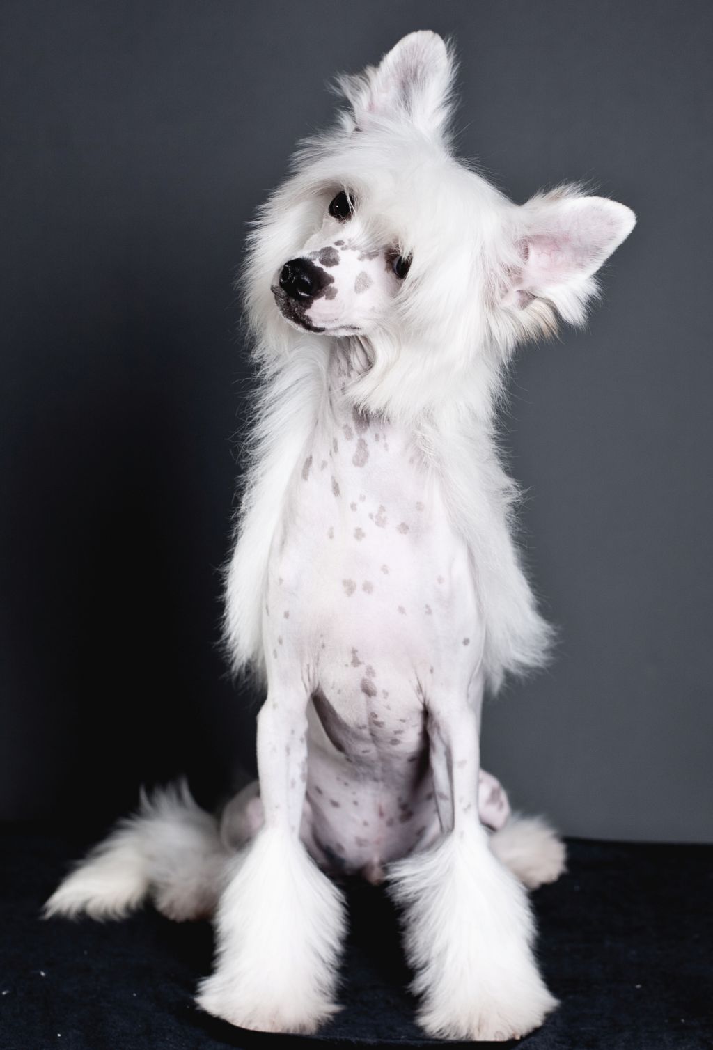 Oks Company Largo Winch