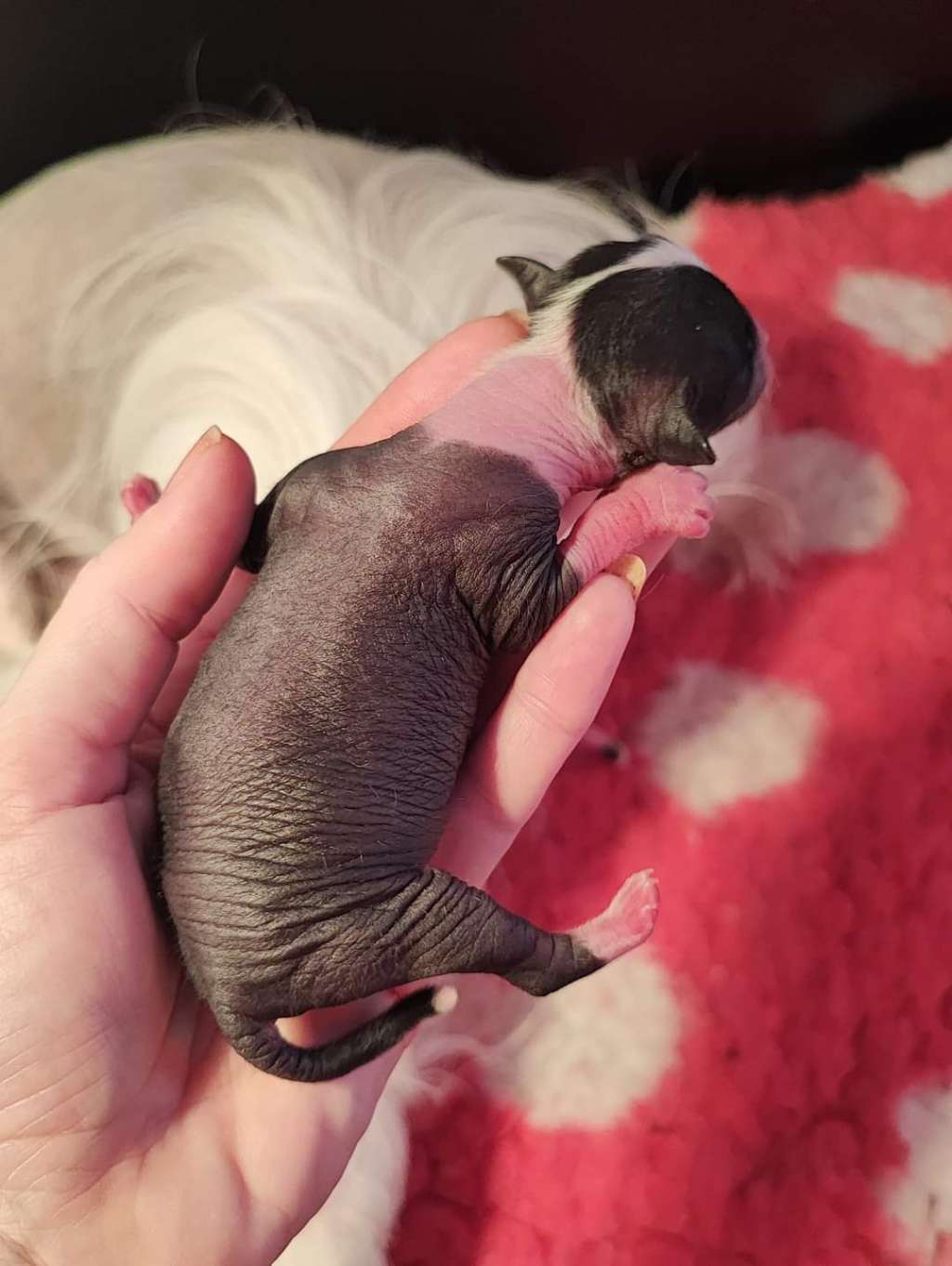 Naked Stars Pardon My French Roast