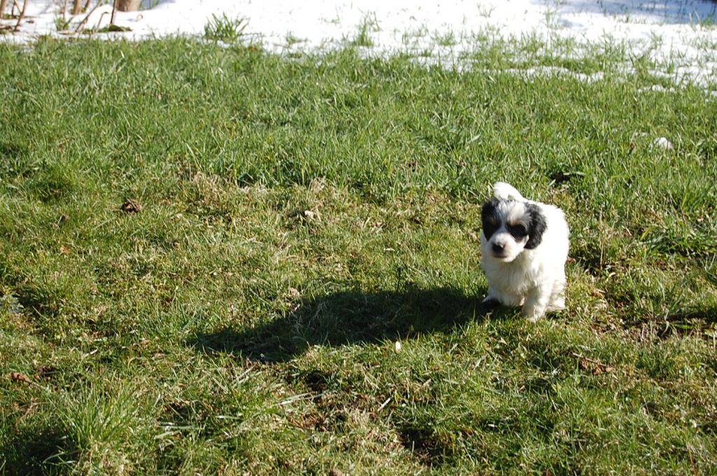 My Little Pony Amroth