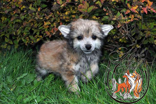 Ksolo Club Nommi Edmond Junior