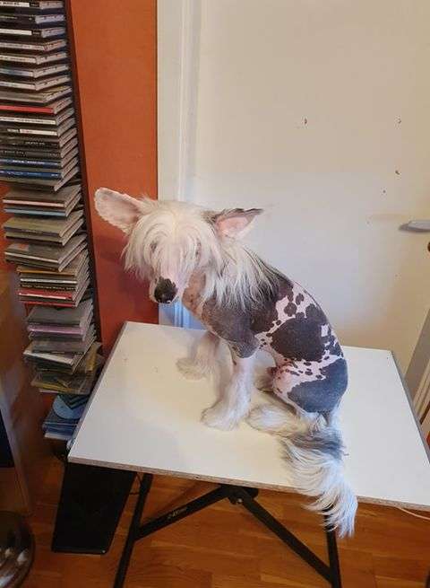 Yrar Edvard Scissorhands