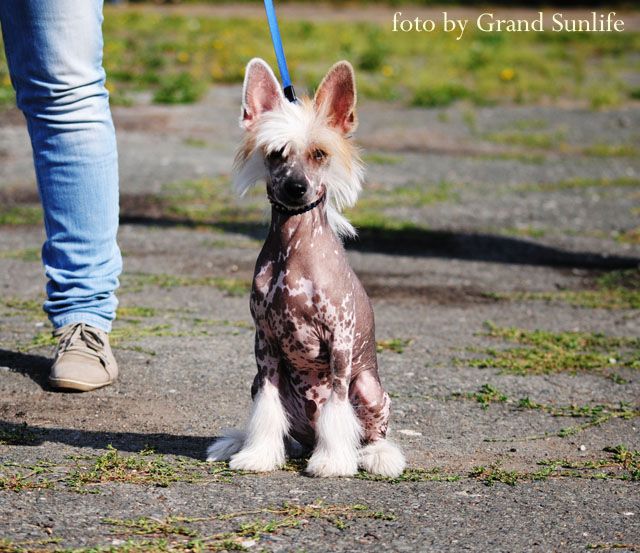 Grand Sunlife Infant Sigis