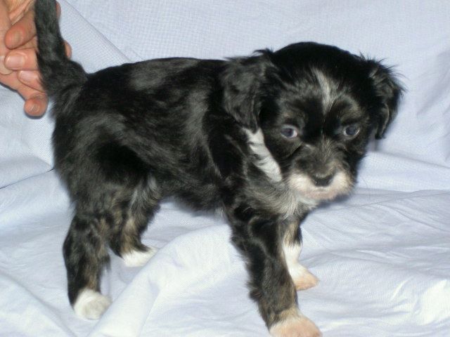 Little Hobbits Bella Gamdschie