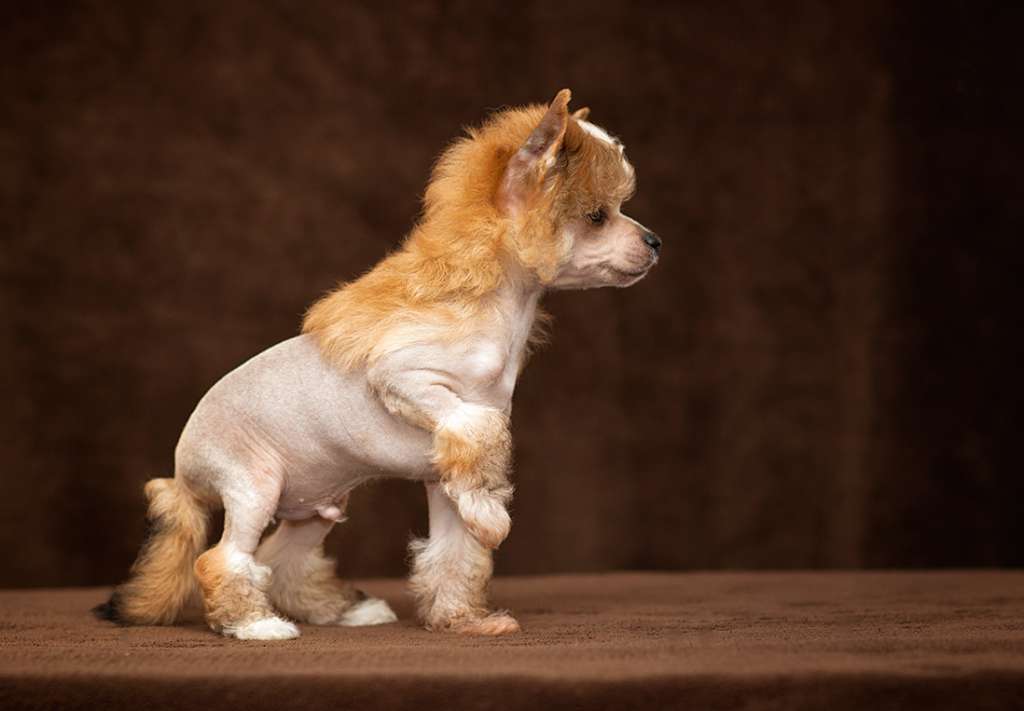 Fehérlófia Aladár