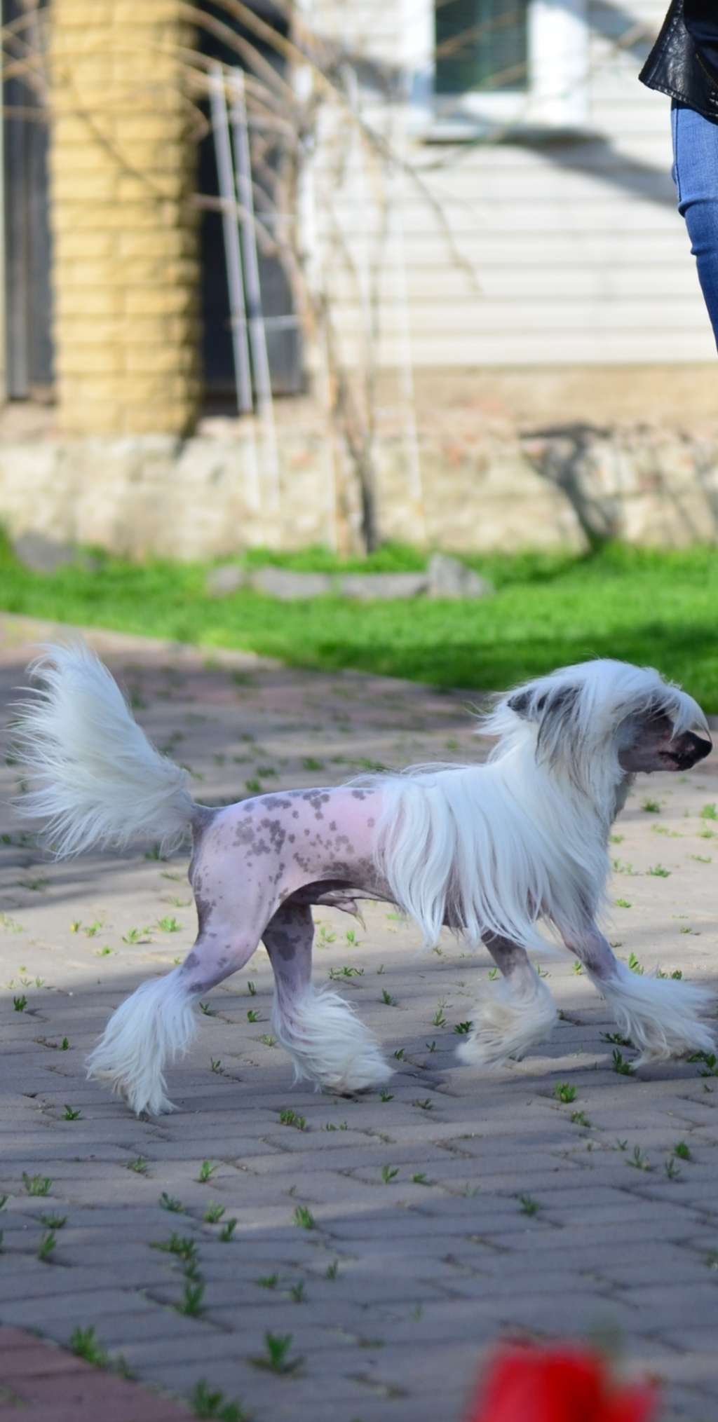 Bacardi Gold Cherished Dream