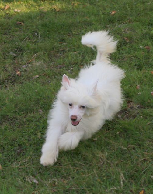 Evergreen du Domaine du Président