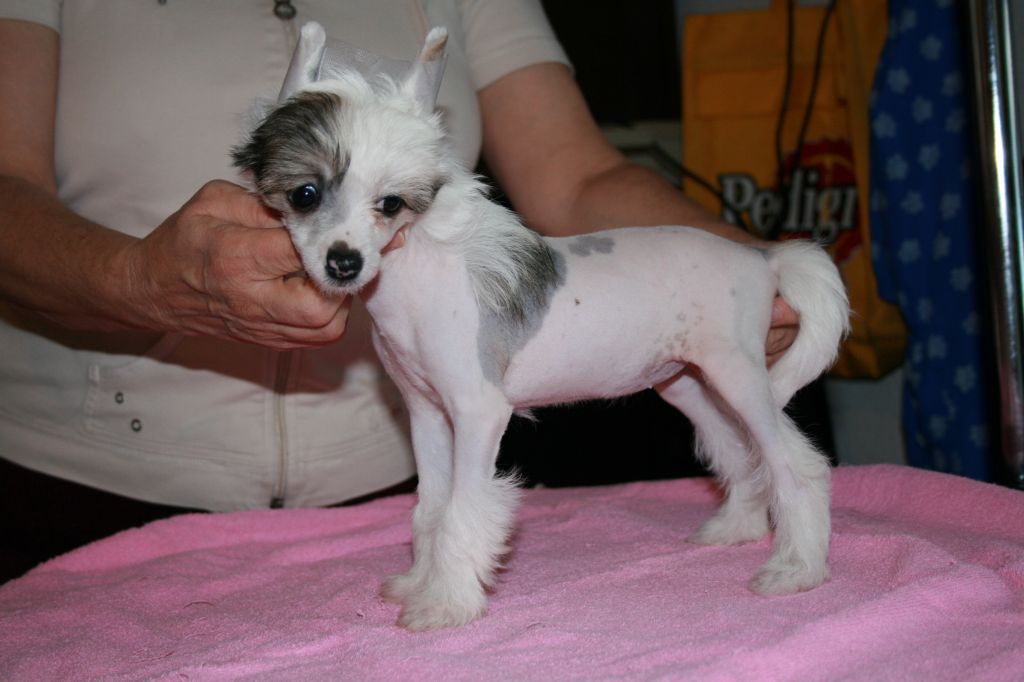 Kir Royal Fantasy Island