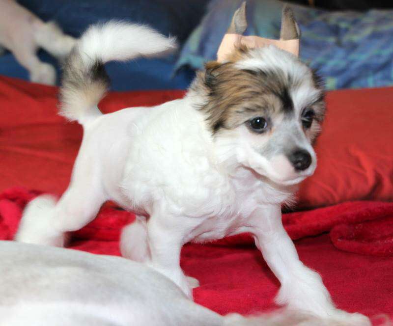 Dakota Rose Light Of Twilight