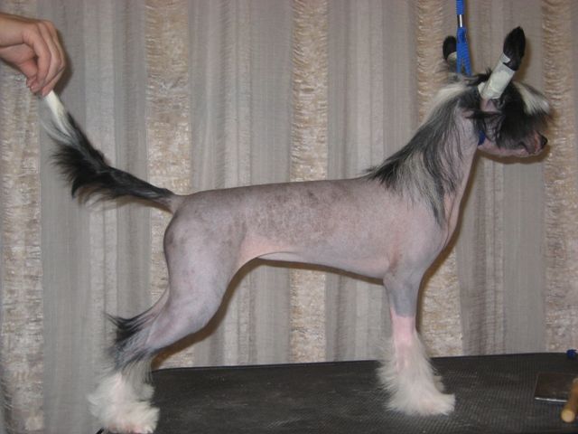 Crested Style Charming Girl