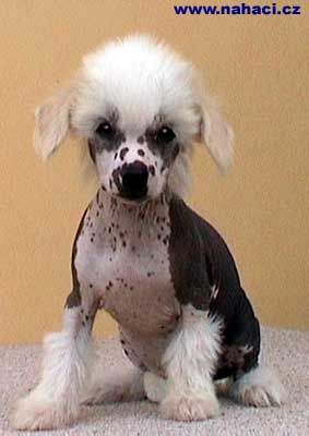 Becky od Kimovy boudy