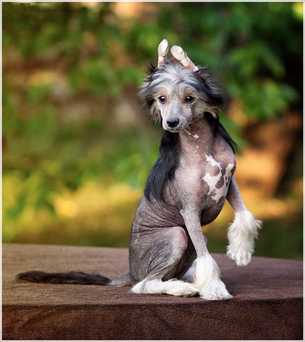 Fehérlófia Zsebibaba