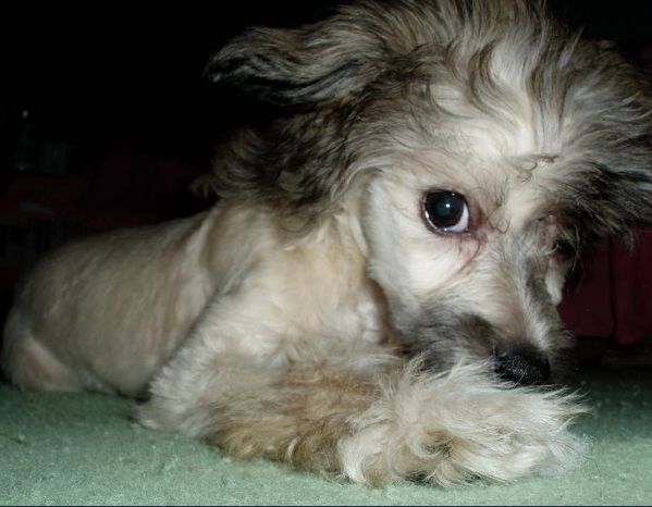 Sun Dan Angel's Touch