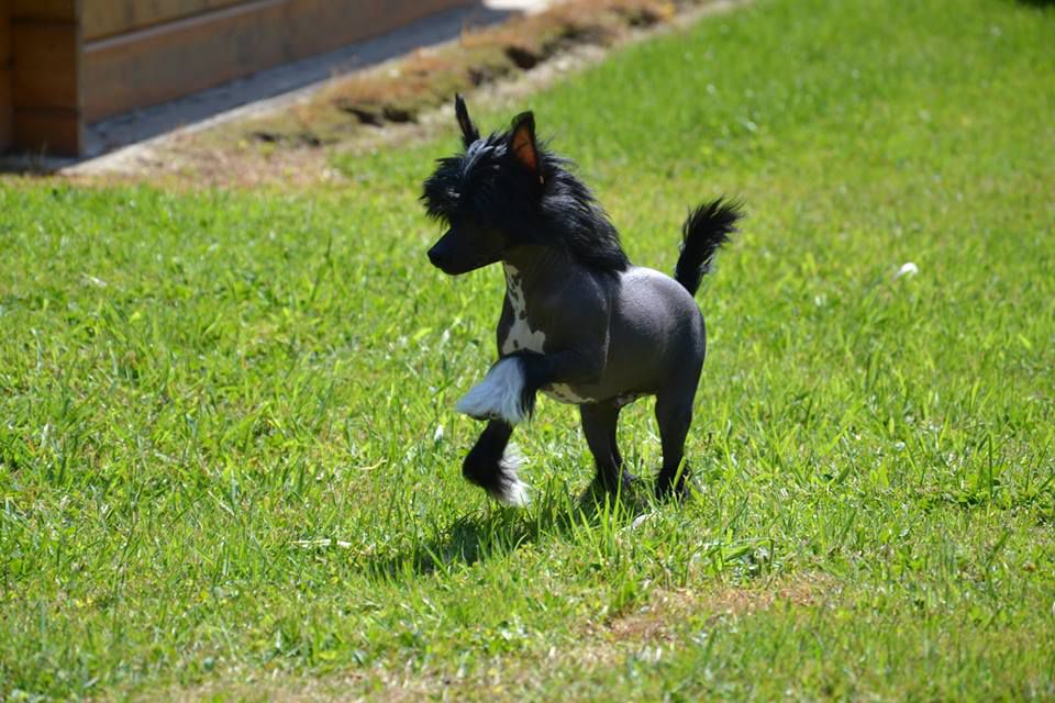 Nelson Top model De Rama