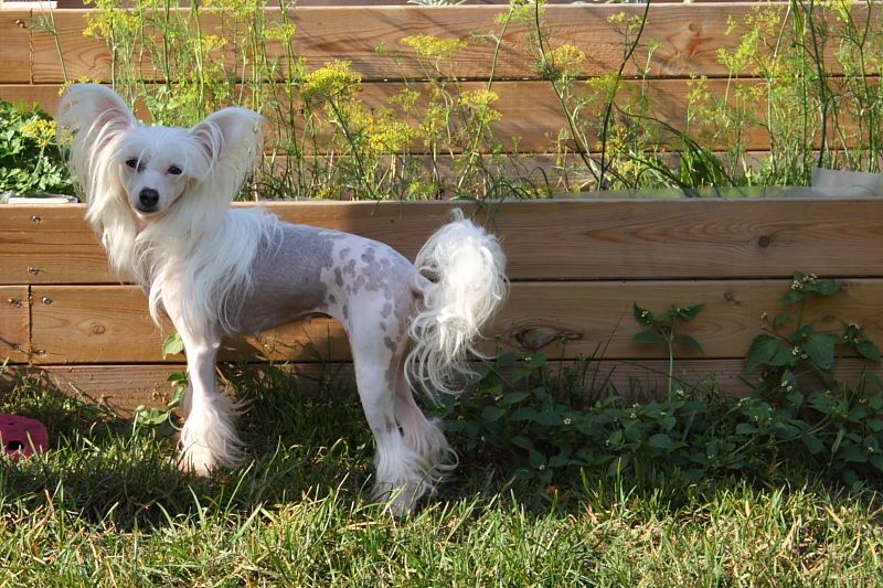 Proud Pony Never Say Never Again