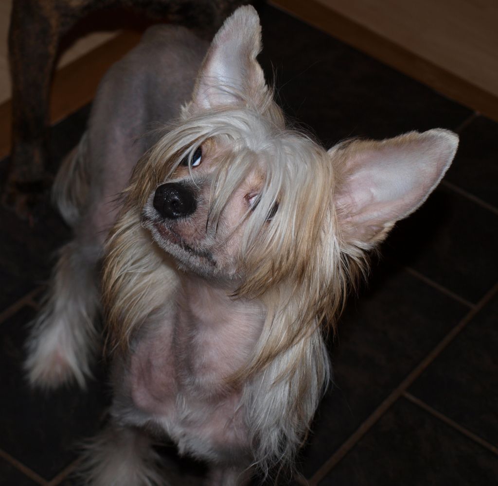 Nina's K Foo Fighter