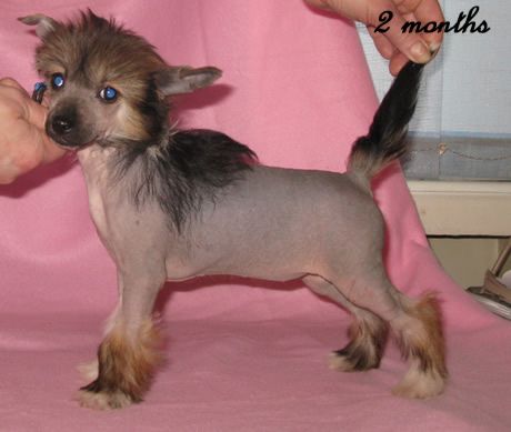 Vernisazh Mari Kameliya