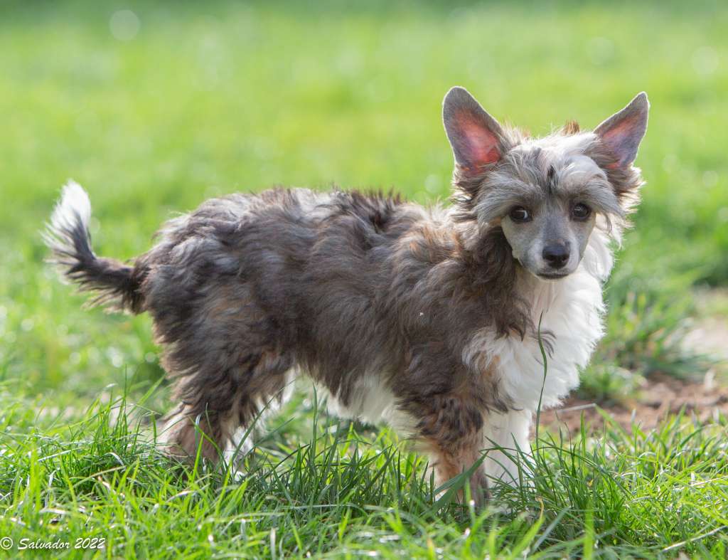 Zelendaya Don't stop me now