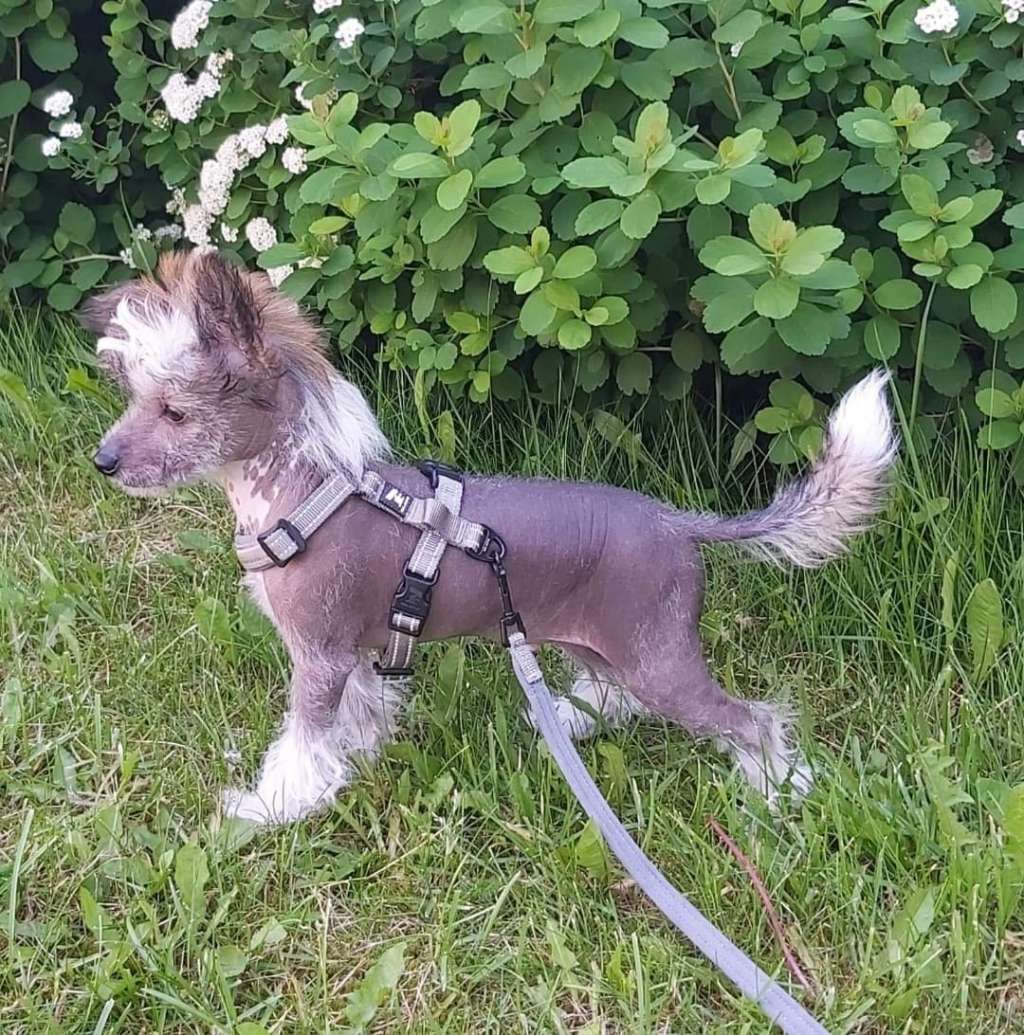 Joyway's Wind Of Change