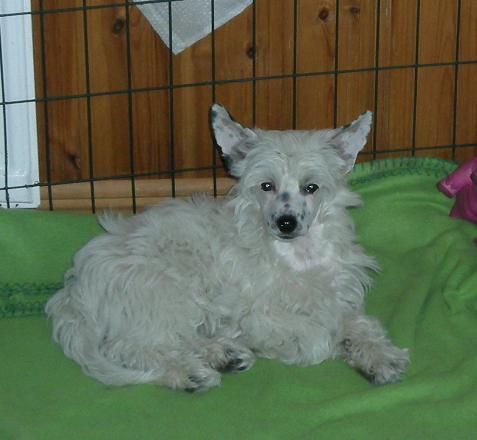 Zödra Gremlins Drama