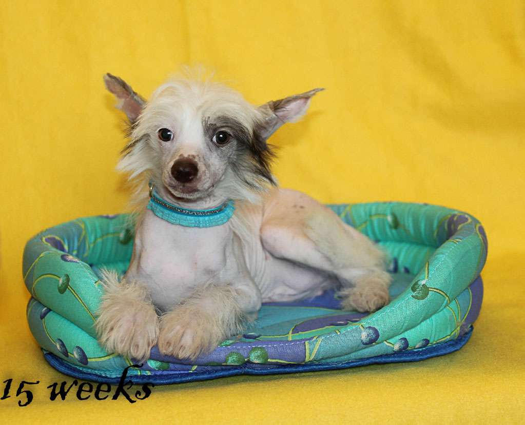 Vernisazh Mari Arctic