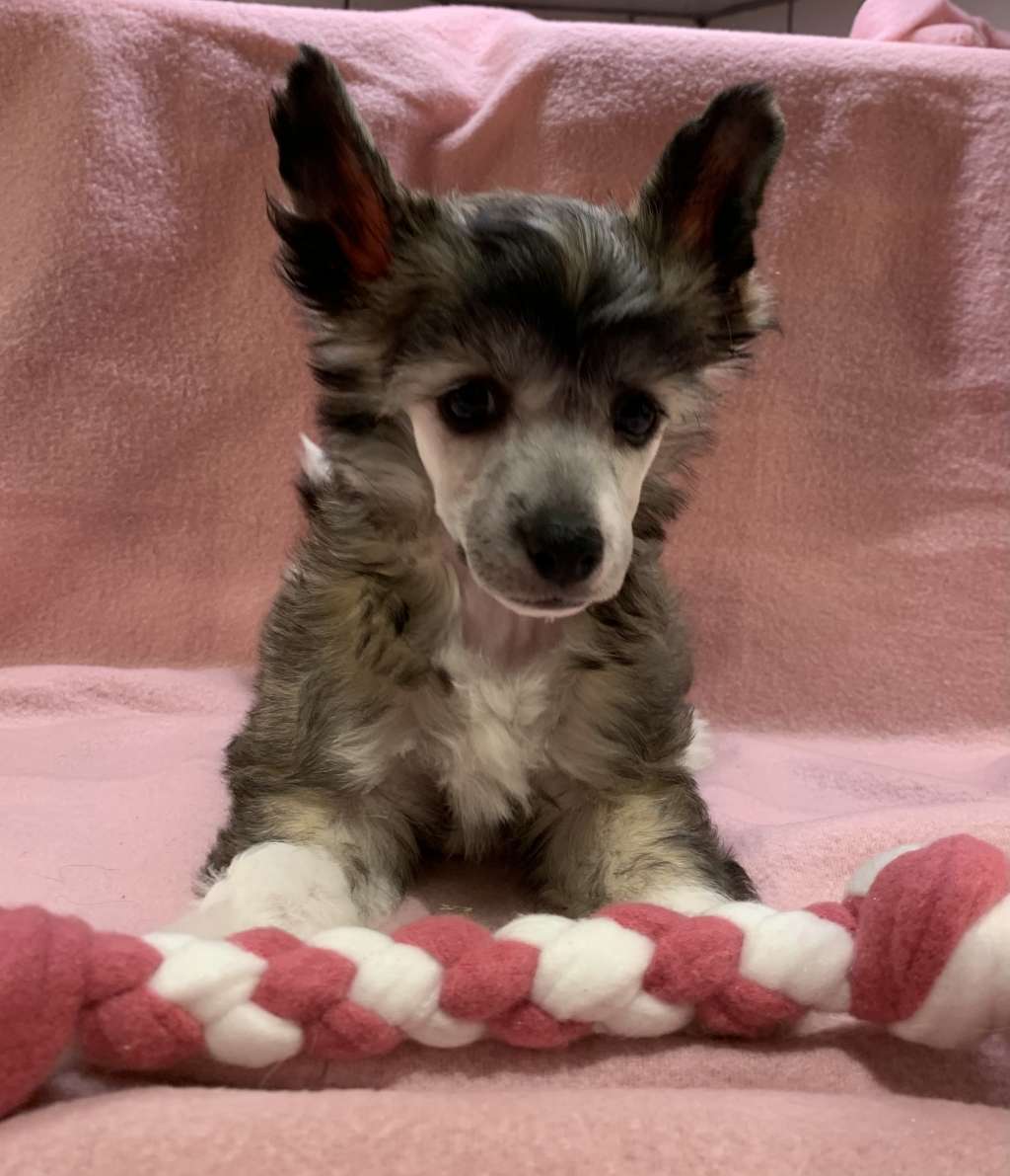 Proud Pony Counting Stars