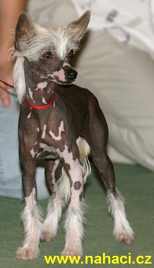 Wendy Bell Od Chlpiku