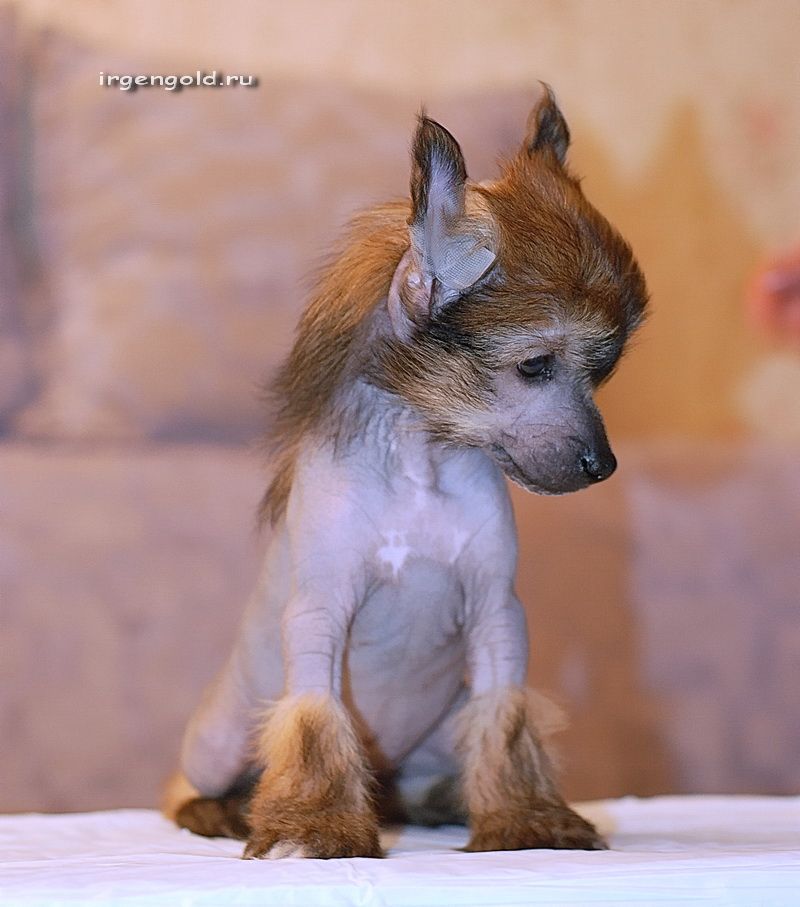 Irgen Gold Pink Floyd