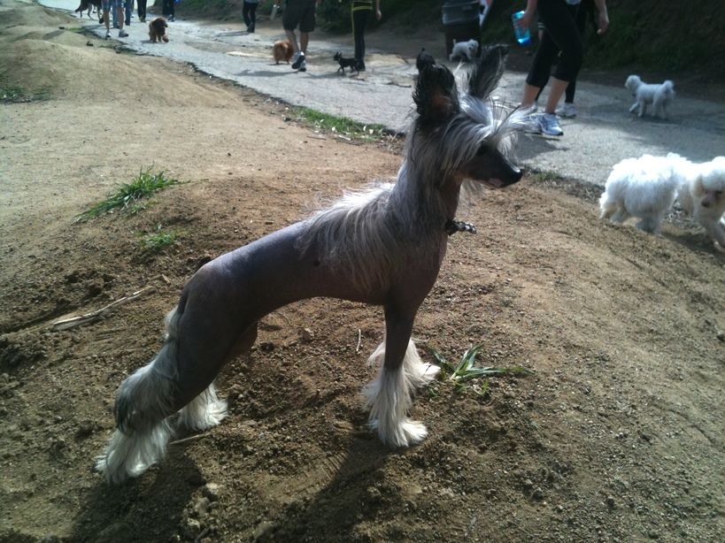 Perl Magic Holli - Olli