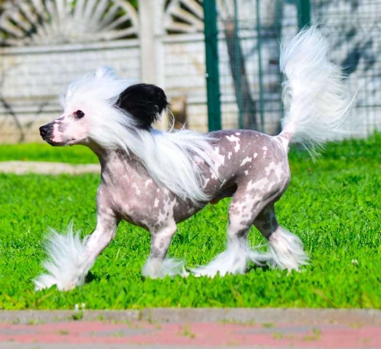 Brut Ferrari Cherished Dream