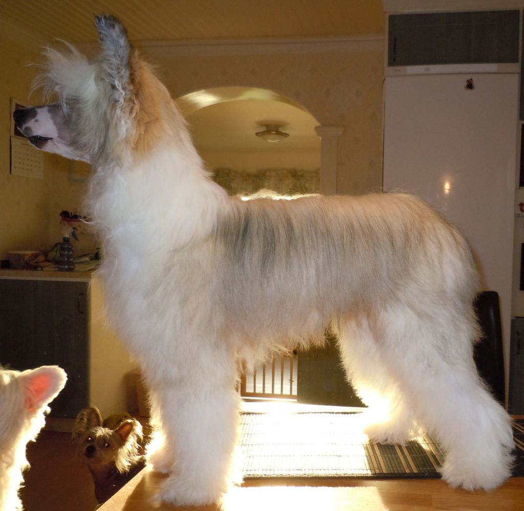 Drömtorpet's Andrew from Apollon