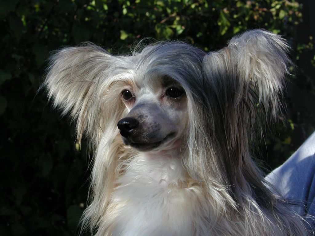 El-Arabia Al Shraifi