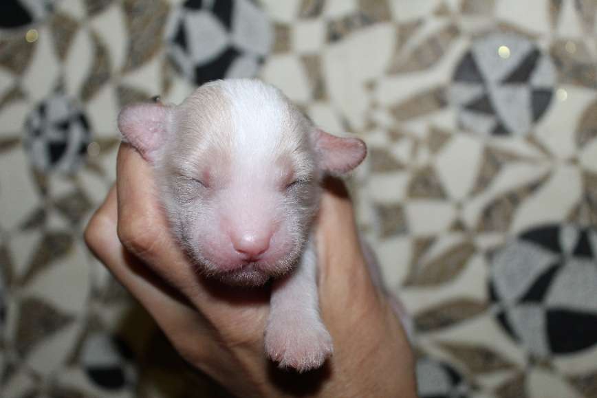 Lina'S Beauty Tiffany