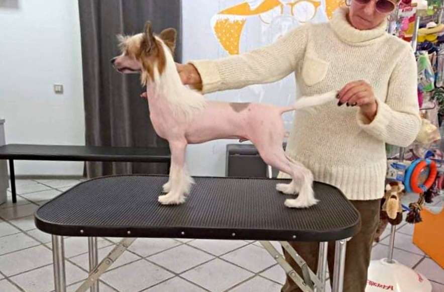 Nibeliung Iz Vishnyovogo Sada