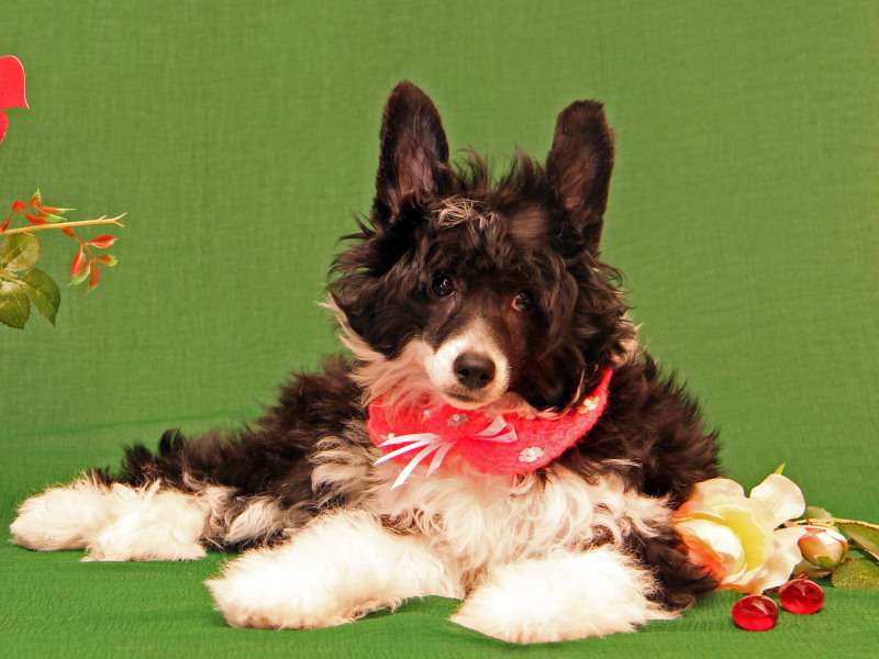 Sky Miracle Randa Moon