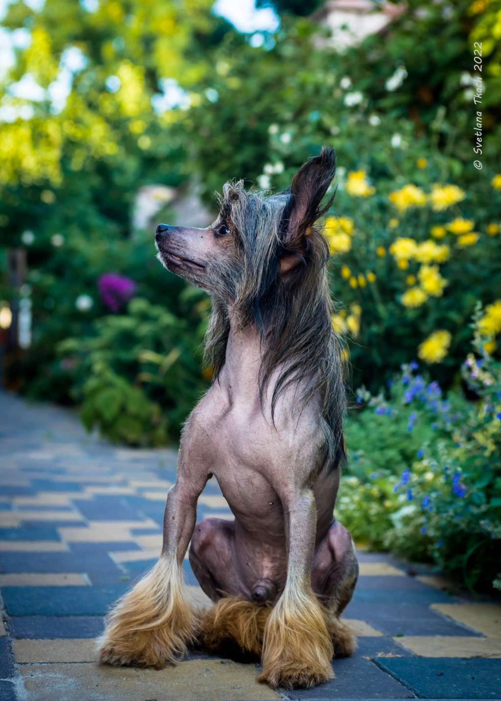 Bingwa's Blossom Ezaris