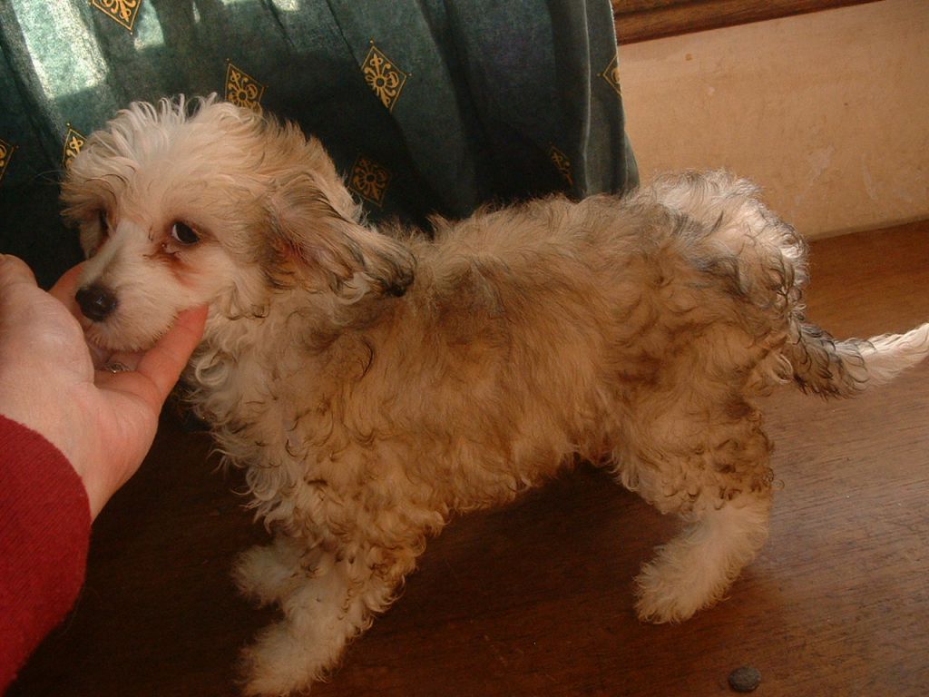 Jhanchi's Little Scandal