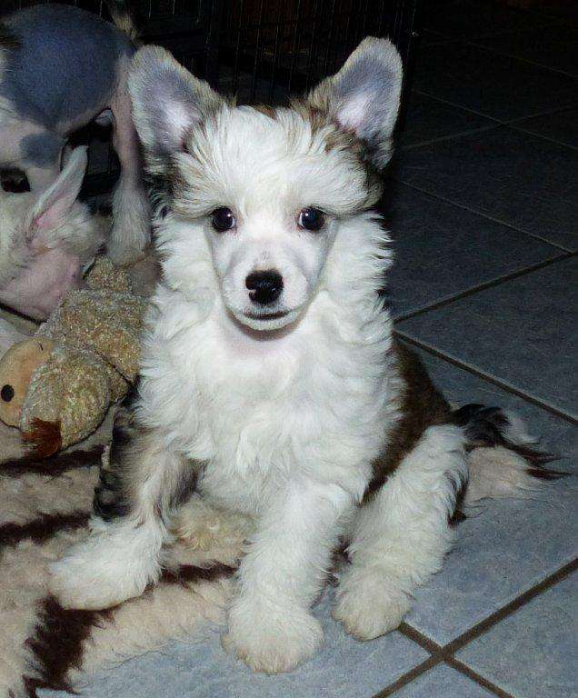 Cailan vom Apfelland