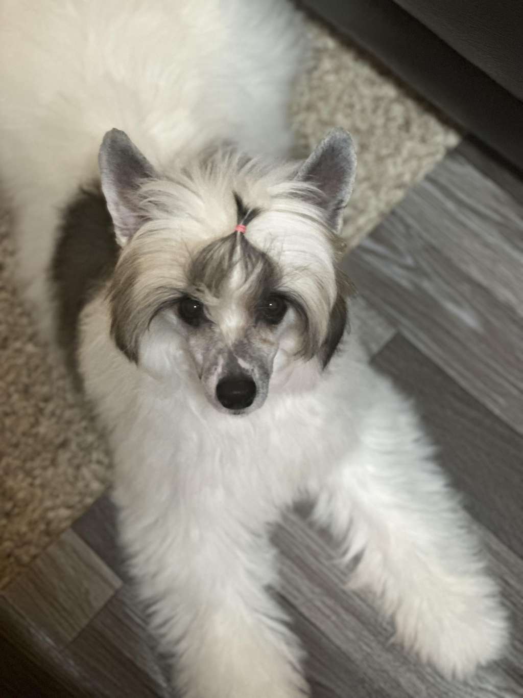 Jushae's Southern Sass