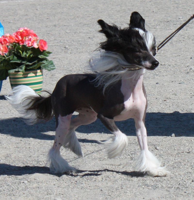 Tiangou's Nice Dynamite