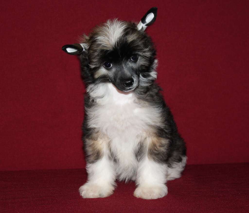 Charuyuschiy Soblazn Uzor oseni