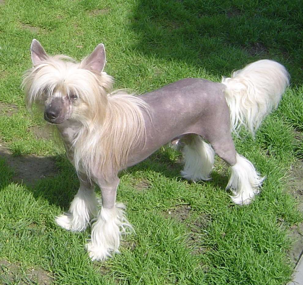 Jamais Vaincu  Sealsa