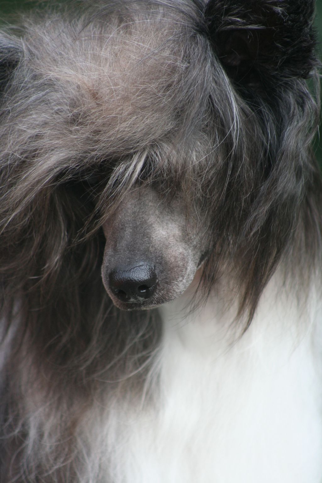 Shida The Showgirl Must Go On