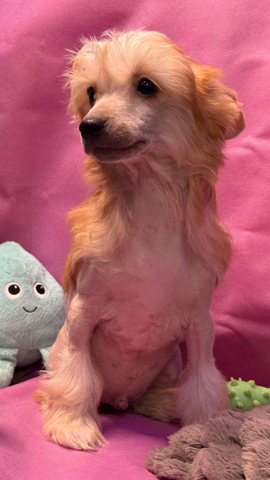 Kenzo Exotic World FCI