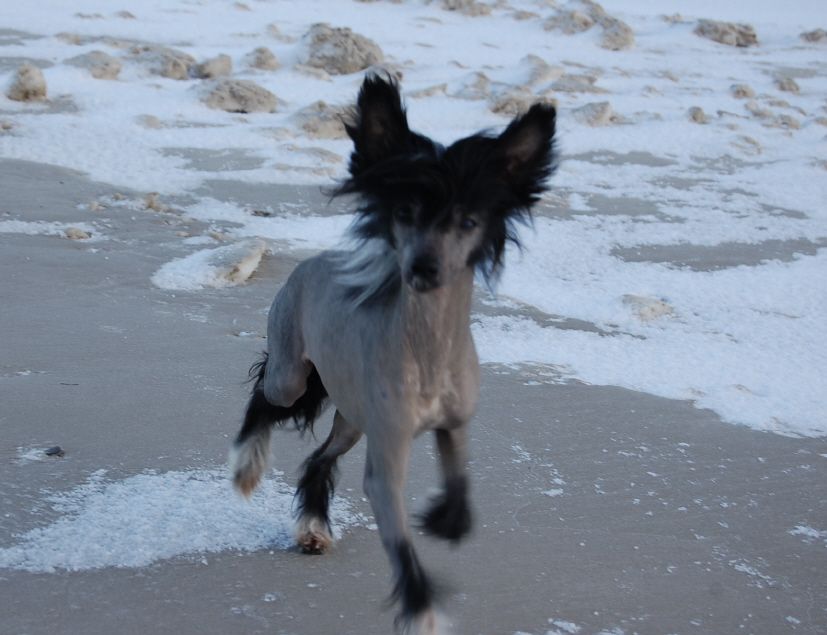 Vellar Pljus Ford Focus